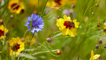 Golden tickseed and Cornflower blue This still life photograph features a vibrant mix of wildflowers with Golden tickseed (Coreopsis) and Cornflower blue as the main subjects, captured in a natural setting in Derbyshire, England, United Kingdom. Prominently featured among the plants are the bright yellow petals of the Golden Tickseed with a bee foraging among the flowers, highlighting not only the diversity of flowers but also the presence of animals and insects within the scene. The subtle interplay of the delicate blue Cornflower and the rich yellow Coreopsis creates a striking contrast, illustrating the varied flora found in the English countryside and providing an example of how bees and other insects interact with native plants.